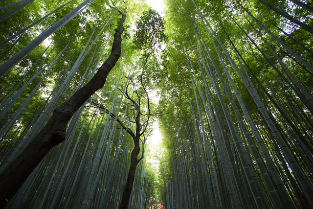 Giappone-A photo by Jason Ortego. unsplash.com/photos/buF62ewDLcQ